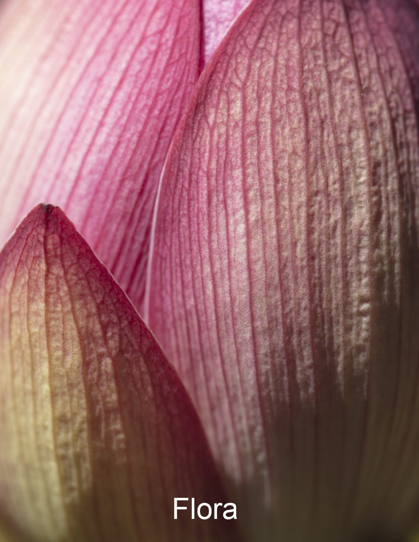 Flora