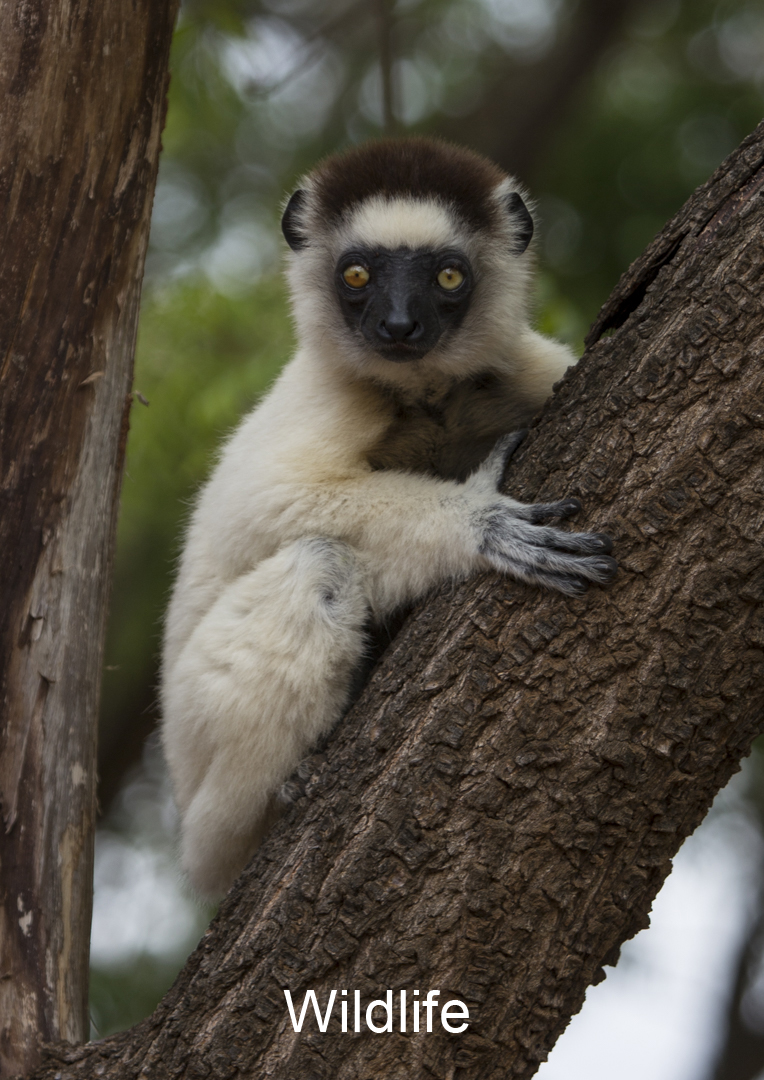 Wildlife